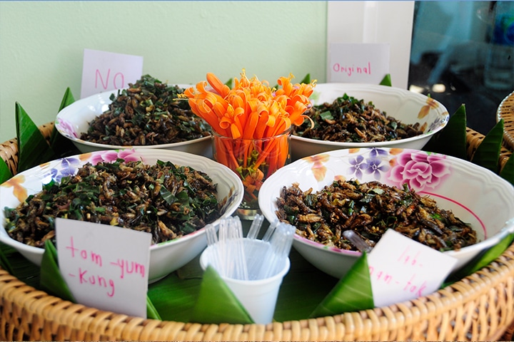 GREEiNSECT  looked to Thailand for inspiration, where approximately 20,000 small-holder and medium scale farmers work with insect mass-rearing systems. Photo: Afton Halloran, GREEiNSECT  